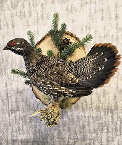 Majestic Alaska Spruce Grouse Taxidermy Art Wall Scene