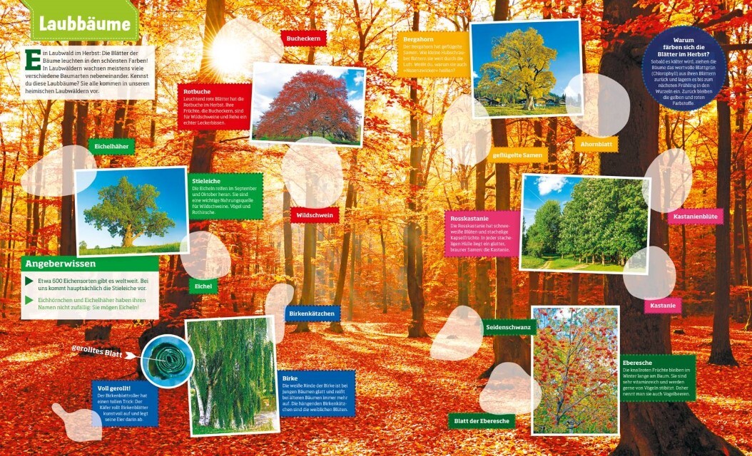 Thumbnail - Was Ist Was Stickerheft Wald Anja Starigk