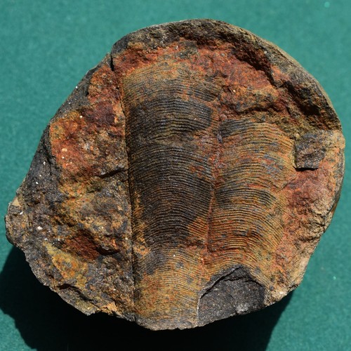 Large Conulariid Fossil from Bolivia Devonian Belen Formation Conularia quichua - Picture 2 of 11