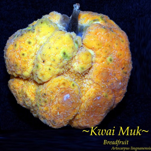 ~KWAI MUK~ Artocarpus hypargyraeus Rare Fruit Tree Live 30-40+inch Plant - Picture 5 of 10