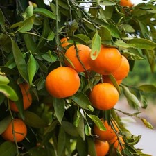 FLORIDA ADDRESSES ONLY!! Navel Orange Tree Live Grafted Citrus Plant