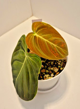 Philodendron Melanochrysum Variegated #18