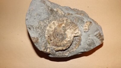 Ammonite fossil dinosaurs jurassic park spiral octopus cuttle fish