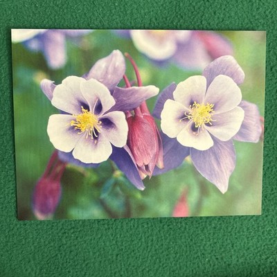 LIQUIDATING-Leanin  Tree Blank All Occasion Greeting Card (Two Columbines)