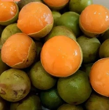 Buy One and Get Another One Free Spanish Lime Tree / Mamoncillo Tree / Quenepa