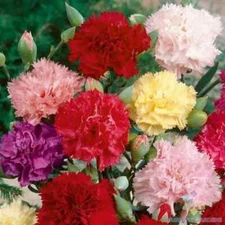 200+ Chabaud Mix Carnation Seeds for Garden Planting - USA - FREE SHIPPING!