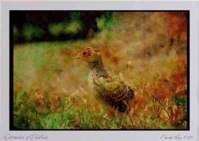 352052 Ring necked Pheasant Chick (about One Week Old) Watercolour Picture Ltd