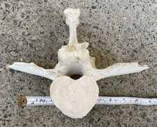 GENUINE COW BONE (Partial Vertebrate). Taxidermy - Educational - Art - Pagan.