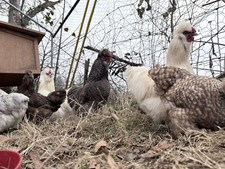 6 Silkie Fertile Hatching Eggs Paint, Black, Splash, Gray, Partridge, White