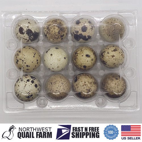 250-Pack Jumbo Quail Egg Cartons - 12 Cell (3x4) Secure Snap Close, Fast Shipping