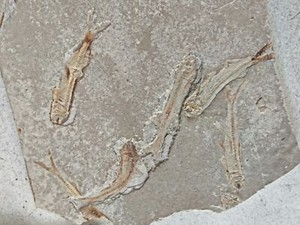 exquisite wolf finned fish fossils from the Late Jurassic