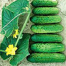 Cross Country Cucumbers Seeds (25+ Seeds)(More Heirloom, Organic, Non GMO, Veget