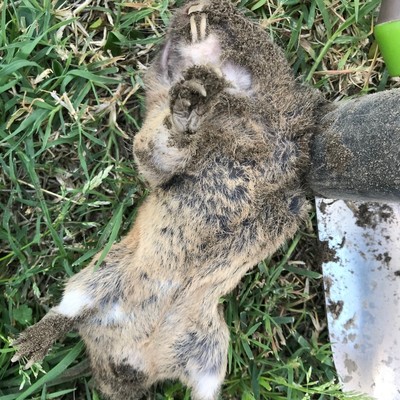 Gopher Mole Vole Trap Eco Friendly Sensitive Trapper For Outdoors Yard