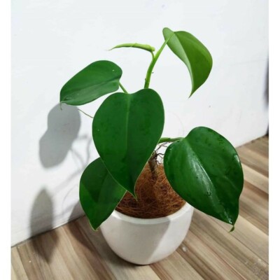 faux palm tree plant Artificial Paradise Palm Tree - Tropic Faux Palm main image 1