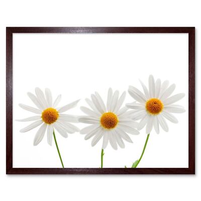 Daisies Daisy White Flower Bloom 12X16 Inch Framed Art Print