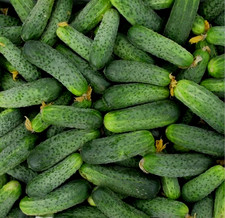 50 Seeds of cucumber Ajax F1 Nunhems Netherlands gherkin             