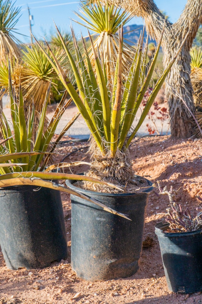Mojave Yucca, Yucca Schidigera, Live Plant, Rooted, 5 gallon size