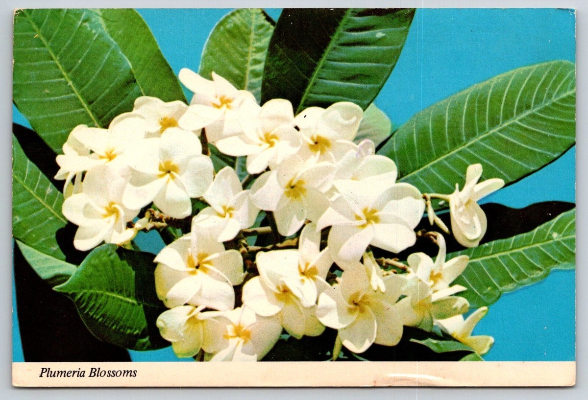 プルメリアページ 1973 Plumeria Blossums Flower Plant Postcard | eBay