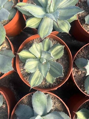 Agave parry var  Rare variegated agave plant light colored middle 7-10cm