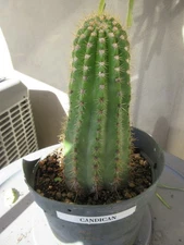 Echinopsis 'Candican' White Cactus Rooted about 9+" tall w/small pup