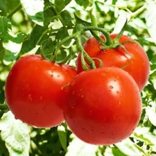 Tomato Seeds - Bonny Best - Indeterminate, Premium Non-GMO, OP, US Grown