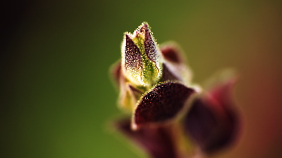 persian tobacco plant Shirazi Tobacco Seeds: Persian Heirloom USDA Certified Organic USA Grown  Non-GMO