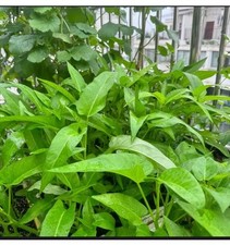 Water Spinach Seeds Aprox 100 ????????,Thai, Kolmi Shak Morning Glory #1 Quality