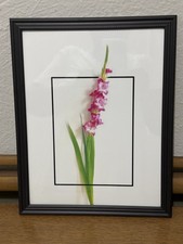 Framed Wall Art With Single Flower, 8 X 10 1/2 Perfect Decor For Any Room
