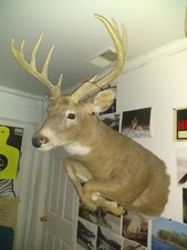 taxidermy deer Whitetail 168"+ 1/2 body