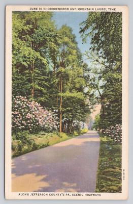 Rhododendron & Mountain Laurel Along Jefferson County Pennsylvania Postcard