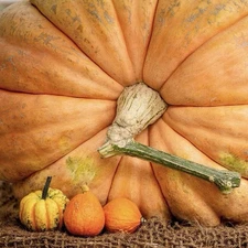 5 Pumpkin Seeds - Dills Atlantic Giant | Heirloom - WORLD RECORD - NON GMO USA