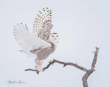 Snowy Owl Taking Off by Matthew Huras Fine Art Print Bird Wildlife Nature 18x22