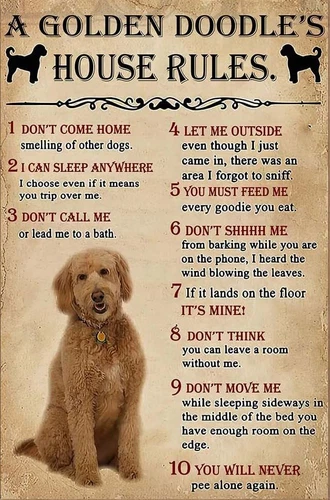Retro Tin Signs Vintage Style A Golden Doodle'S House 12 x 8 INCH, Picture3