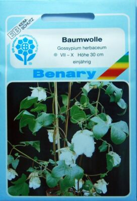 Samen Baumwollpflanze Im Topf Kaufen Baumwollpflanze Samen