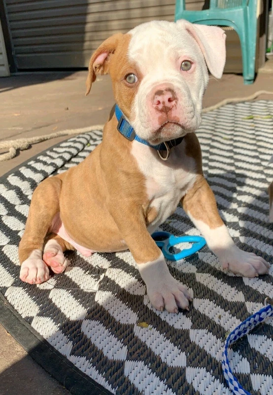 Dogs Puppies American Bulldogs Bulldogs Pets Dogs Puppies Gumtree Australia Bankstown Area Bankstown 1256844374