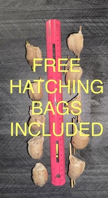 10 Pack Praying Mantis Egg Case Ootheca with Free Hatching Bags - Real Insect 