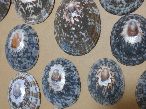 Artesanía de arte natural concha de mar Seashell Limpa de Japón - Imagen 6 de 8