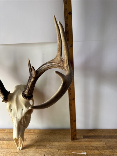 Whitetail Deer Skull with 8-Point Antlers – European Mount – Taxidermy Decor - 第 6/8 張圖片