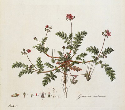 Antiker botanischer Druck winterharte Geranie Curtis große Flora Londinensis 1777