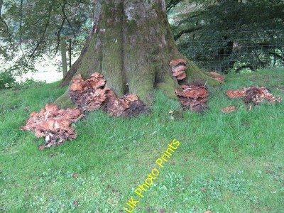 Foto 12x8 Riesen Polypore - Meripilus giganteus Eddleston wächst aus a b c2016