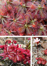 rot Löwenblatt-Sonnentau Drosera Pflanze für die Wohnung drinnen Zimmerpflanze