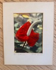 Edithe Beutler Signed Anthurium Oil Colored Photo Hawaii c1940 + her book signed — photo 2