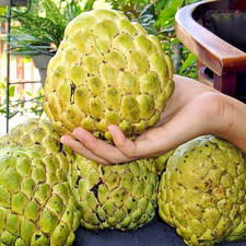 50++ Giant Custard Apple Seedss (Annona squamosa) var. Jumbo Sugar Apple