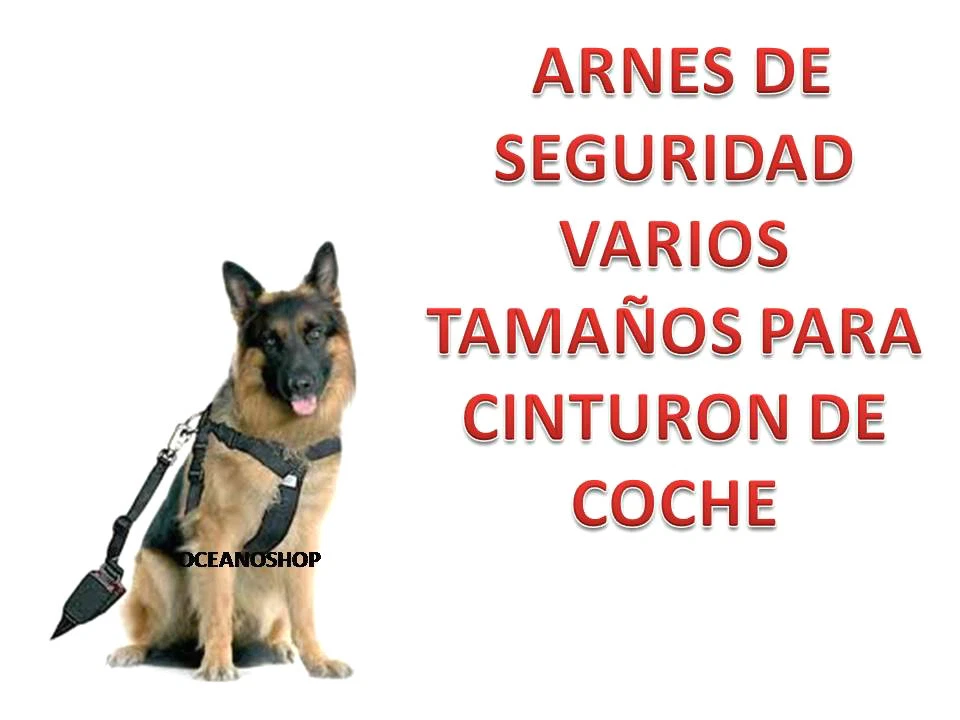 Imagen 1 de 1