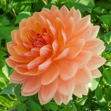 1 - Decorative Dahlia RANCHO Bulb Tuber Clump  OUTSTANDING GARDEN ADDITION