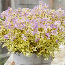 Polemonium Golden Feathers Jacobs Ladder Outdoor Garden Ready Plant in Pot