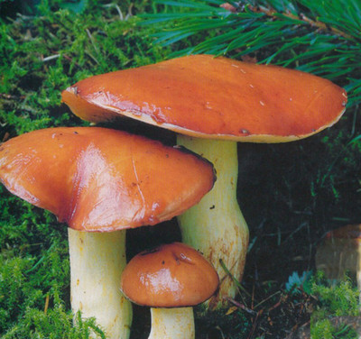 #ad SLIPPERY JACK STICKY BUN Mushroom dry mycelium on dry seeds $10.00