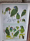 Book  " Parrots, McCaws and Cockatoos " of  Elizabeth Butterworth paintings — photo 8