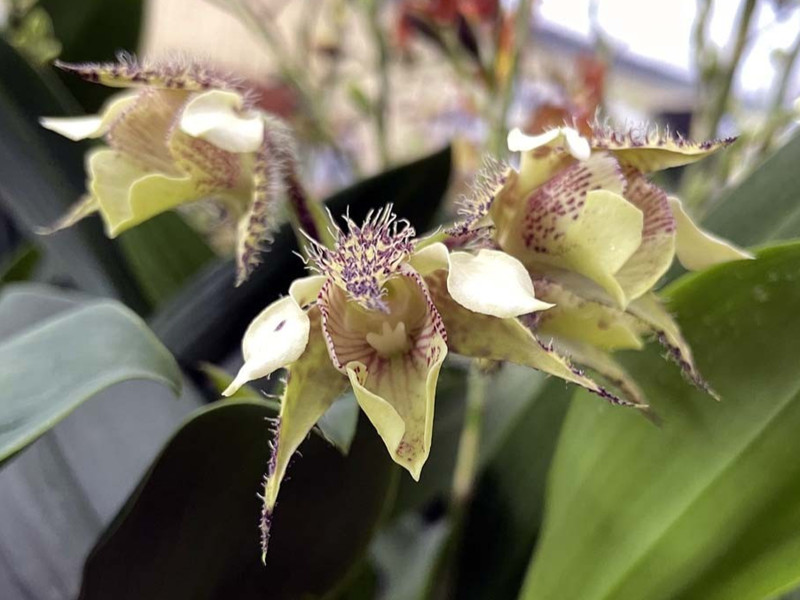 PAPUA AND NEW GUINEA BIZARRE DENDROBIUM ORCHID SPECIES finisterrae PB 8-9 growth