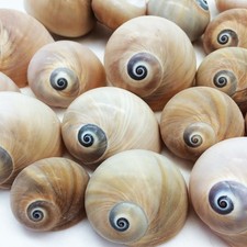 25 PC Natural Shark Eyes Sea Shells, 1 Inch ~ 2 Inch